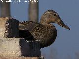 Pjaro nade real - Anas platyrhynchos. Villanueva de la Reina