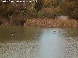 Pjaro nade real - Anas platyrhynchos. Parque Natural Alto Guadalquivir