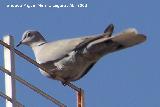 Pjaro Trtola turca - Streptopelia decaocto. Navas de San Juan