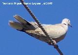 Pjaro Trtola turca - Streptopelia decaocto. Benalmdena