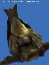 Pjaro Verdecillo - Serinus serinus. Tabernas