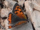 Mariposa manto bicolor - Lycaena phlaeas. Serrezuela de Bedmar