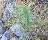 Esparraguera - Asparagus acutifolius. Los Villares