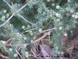 Esparraguera - Asparagus acutifolius. Los Villares