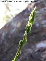 Esparraguera - Asparagus acutifolius. Arquillos