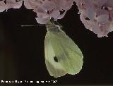 Mariposa de la col - Pieris brassicae. Navas de San Juan