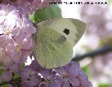 Mariposa de la col - Pieris brassicae. Navas de San Juan