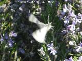 Mariposa de la col - Pieris brassicae. Los Villares