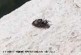 Araa saltadora negra - Heliophanus cupreus. Los Villares