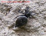 Araa saltadora negra - Heliophanus cupreus. Navas de San Juan