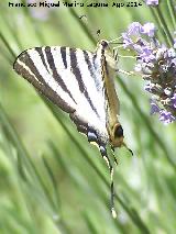 Mariposa podalirio - Iphiclides podalirius. Las Castaetas - Villacarrillo