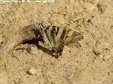 Mariposa podalirio - Iphiclides podalirius. Prado Maguillo - Santiago Pontones