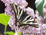 Mariposa podalirio - Iphiclides podalirius. Navas de San Juan