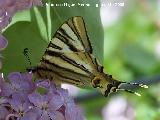 Mariposa podalirio - Iphiclides podalirius. Navas de San Juan