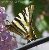 Mariposa podalirio - Iphiclides podalirius. Navas de San Juan