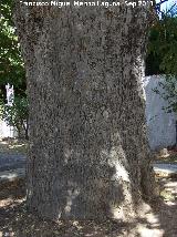 Ailanto - Ailanthus altissima. Tronco. Ermita de la Fuensanta - Alcaudete