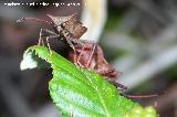 Chinche de las calabazas - Coreus marginatus. Segura