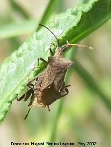 Chinche de las calabazas - Coreus marginatus. Tajo de las Palomas - Mocln