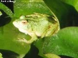 Rana - Pelophylax perezi. Alhambra - Granada