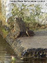 Rana - Pelophylax perezi. Fuente del Comendador - Porcuna