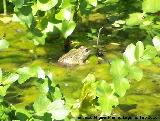 Rana - Pelophylax perezi. Fuente de la Pea - Jan