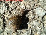 Caracol - Helix aspersa. Santuario de Guadalupe - beda