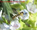 Mosca de las flores esbelta - Sphaerophoria scripta. Benalmdena