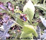 Orqudea espejo de Venus - Ophrys speculum. Los Villares