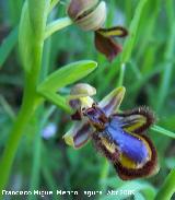 Orqudea espejo de Venus - Ophrys speculum. Los Villares