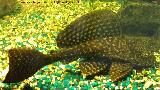 Pez Plecostomus - Hypostomus plecostomus. Los Villares