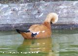 Pjaro Tarro canelo - Tadorna ferruginea. Benalmdena