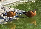 Pjaro Tarro canelo - Tadorna ferruginea. Benalmdena