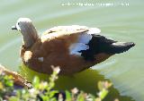 Pjaro Tarro canelo - Tadorna ferruginea. Benalmdena