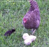 Pjaro Gallo rojo - Gallus gallus. Benalmdena