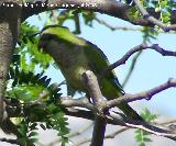 Pjaro Cotorra argentina - Myiopsitta Monachus. Benalmdena