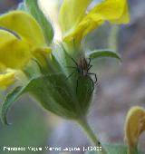 Araa lobo del bosque - Xerolycosa nemoralis. Segura