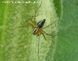 Araa lobo del bosque - Xerolycosa nemoralis. Segura