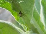 Araa lobo del bosque - Xerolycosa nemoralis. Segura