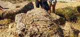Petroglifos de Alic�n de las Torres. 