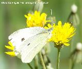 Mariposa de la naba - Pieris rapae. Los Caones. Los Villares