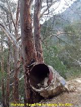 Eucalipto rojo - Eucalyptus camaldulensis. En una tubera. El Chorro - lora