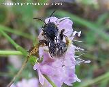 Abeja de calzones - Dasypoda hirtipes. Segura