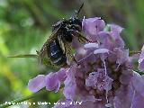 Abeja de calzones - Dasypoda hirtipes. Segura