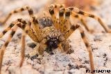 Araa Tarntula europea - Lycosa tarantula. Navas de San Juan