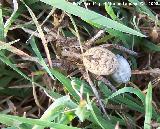 Araa Tarntula europea - Lycosa tarantula. Navas de San Juan