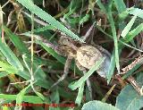 Araa Tarntula europea - Lycosa tarantula. Navas de San Juan