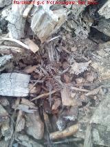 Araa Tarntula europea - Lycosa tarantula. Camuflaje. La Carnicera - Castellar