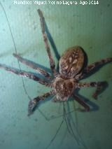 Araa Tarntula europea - Lycosa tarantula. Comiendo un Opilio. Las Castaetas - Villacarrillo