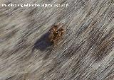 Mosca borriquera - Hippobosca equina. Santiago Pontones