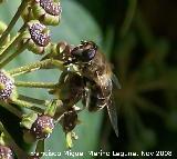 Mosca abeja - Eristalis tenax. Los Villares